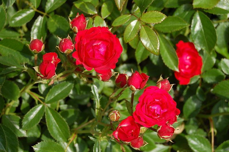Mondella Roses Rose (Rosa 'Ondella') in the Roses Database - Garden.org