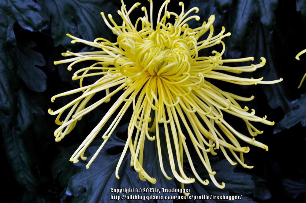 Spider Chrysanthemum (Chrysanthemum x morifolium 'Golden Splendor ...