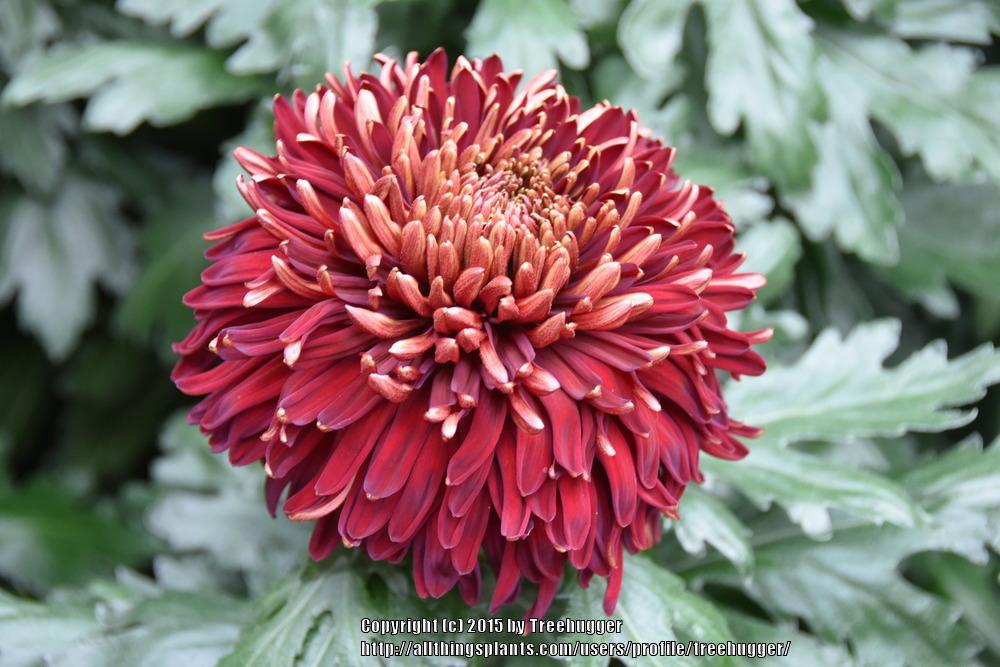 Chrysanthemum (Chrysanthemum x morifolium King')
