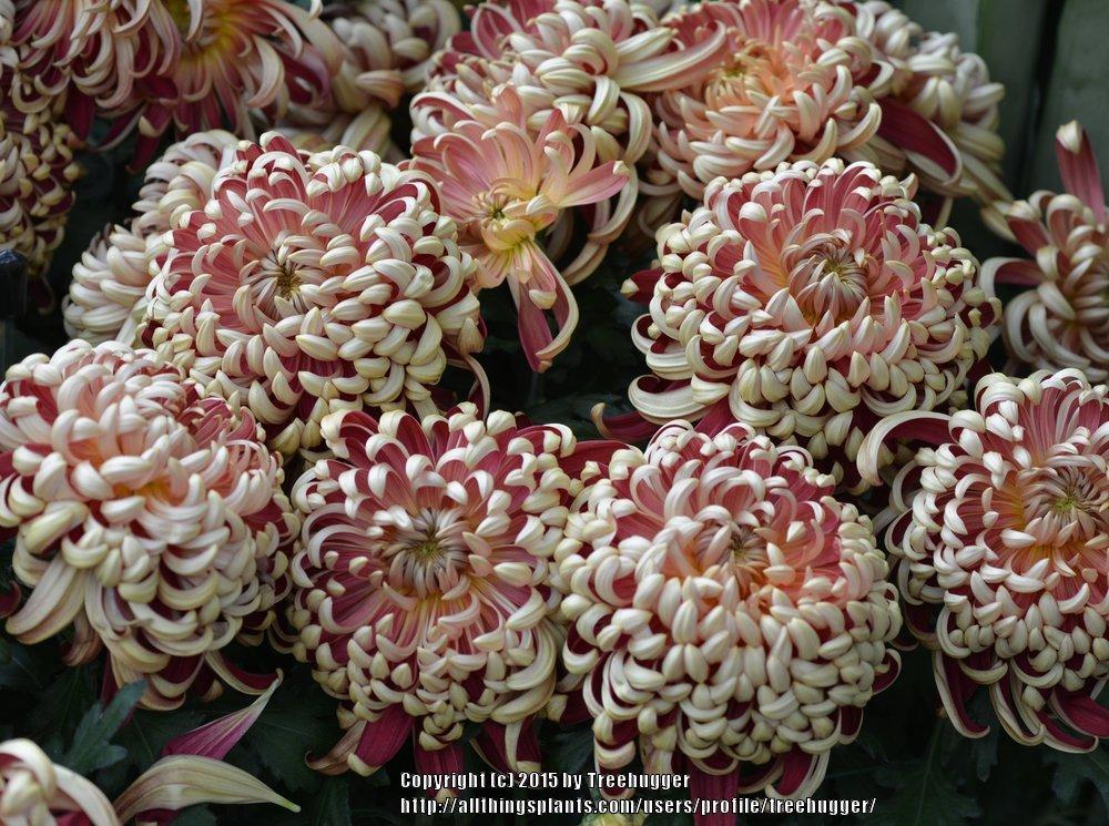 Irregular Incurve Mum (Chrysanthemum ‘Crimson Tide’) - Garden.org