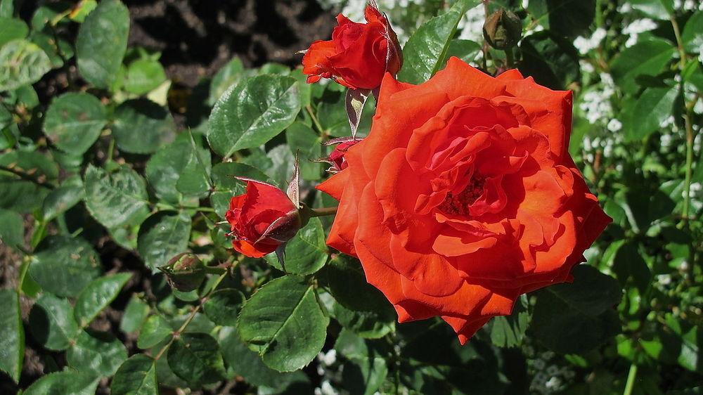 Rafe Roses Rose (Rosa 'Raf Braeckman') in the Roses Database - Garden.org