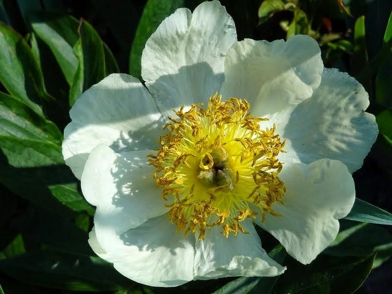 Photo Of The Bloom Of Peony Paeonia Claire De Lune Posted By Orsola Garden Org