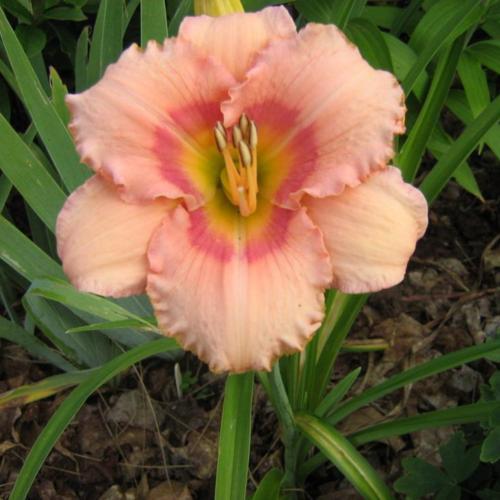 Daylily (Hemerocallis 'Pink Cotton Candy') in the Daylilies Database