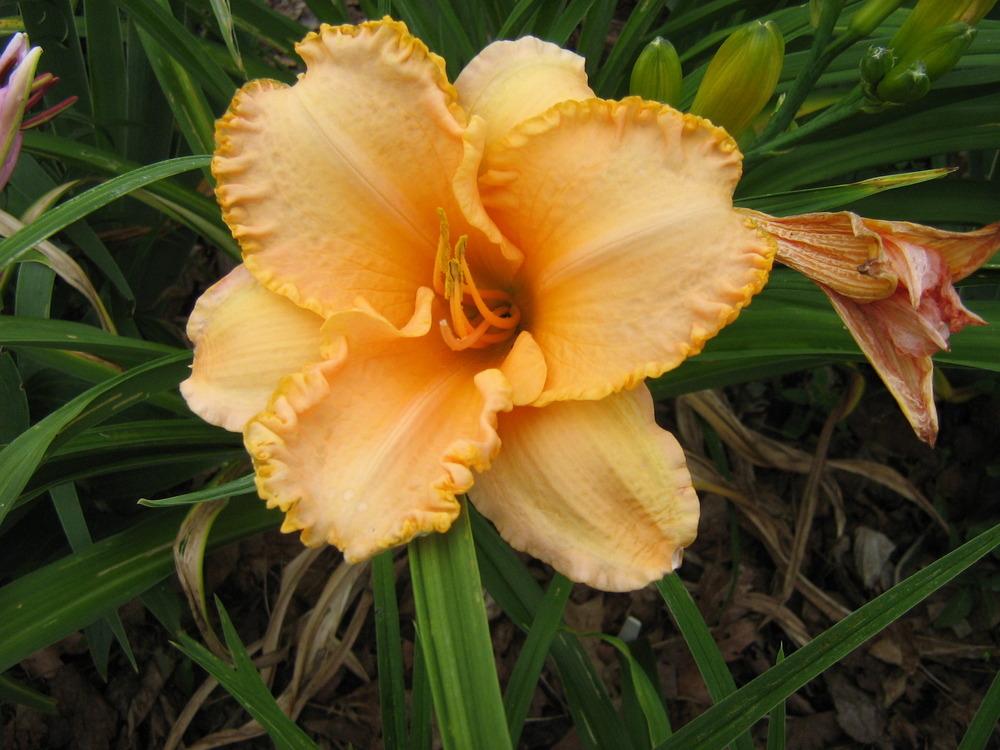 Daylily (Hemerocallis 'Peach Ruffles') in the Daylilies Database