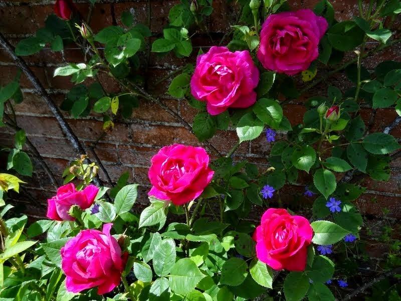 Rose (Rosa 'Captain Hayward') in the Roses Database