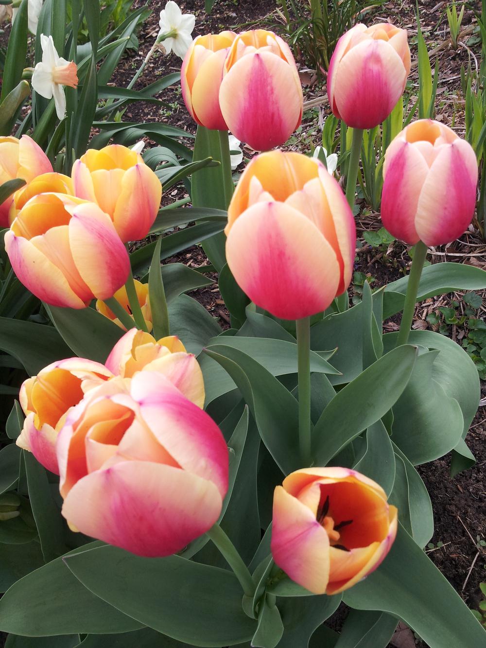 Photo of the bloom of Darwin Hybrid Tulip (Tulipa 'Marit') posted by