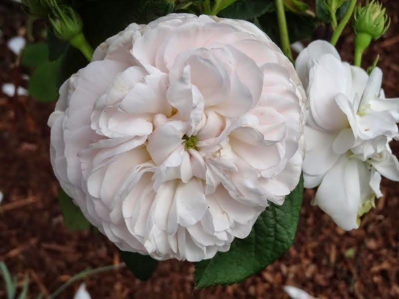 Photo of the bloom of Rose (Rosa 'Madame Zoetmans') posted by Orsola