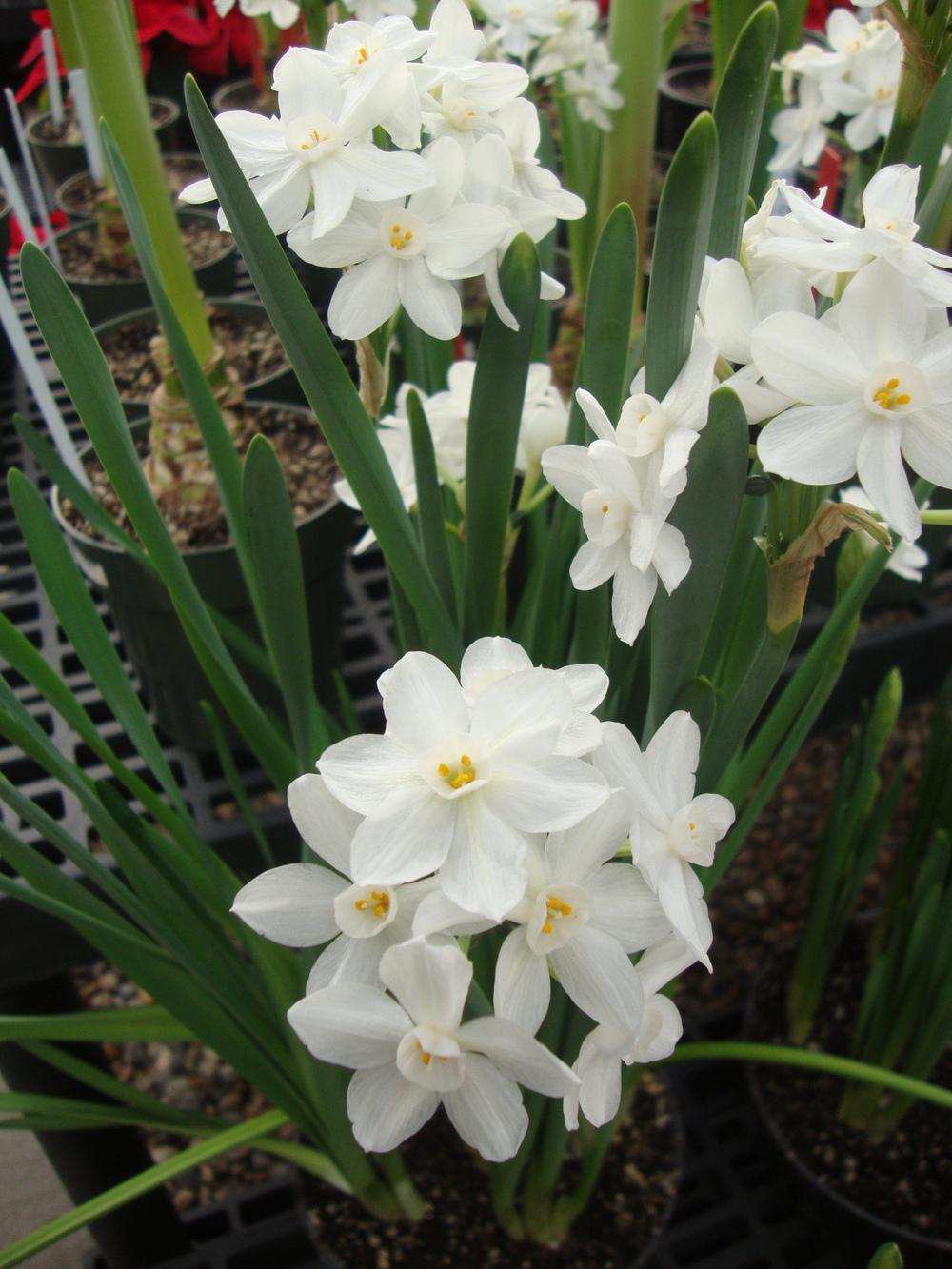 Tazetta Daffodil (Narcissus 'Galilee') in the Daffodils Database