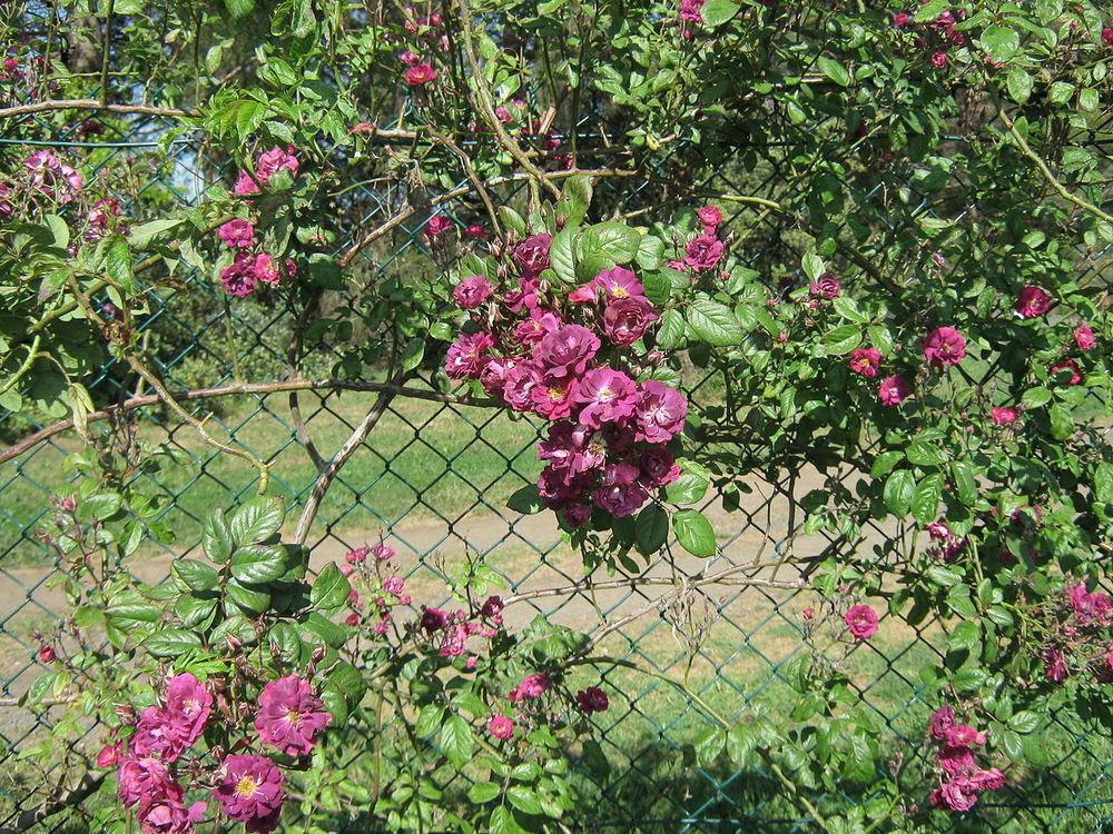 Kin Poloold Roses Rose (Rosa 'Kitty Kininmonth') in the Roses Database - Garden.org