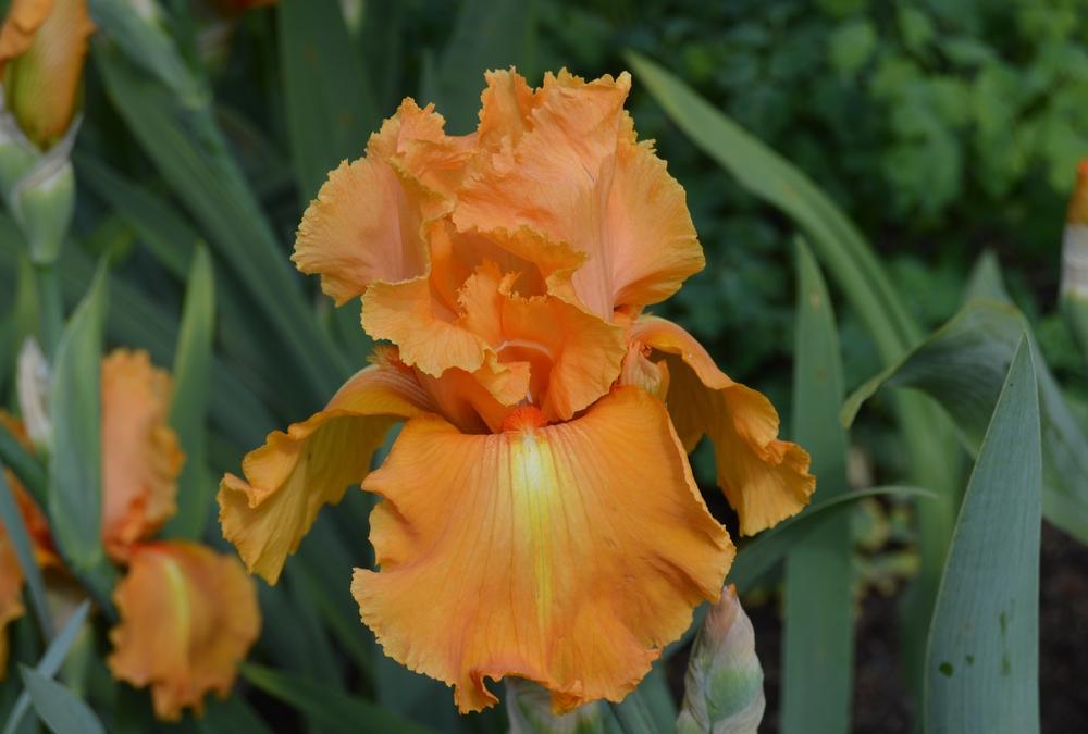 Photo of the bloom of Tall Bearded Iris (Iris ‘Orange Splash’) posted