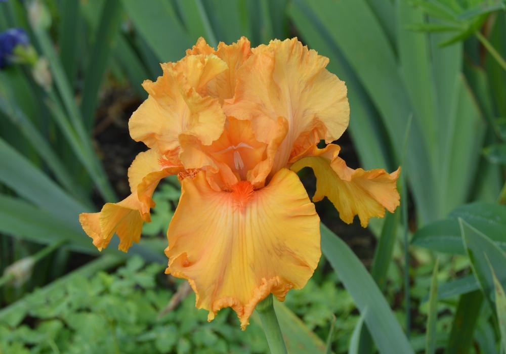 Tall Bearded Iris (Iris 'Orange King') in the Irises Database