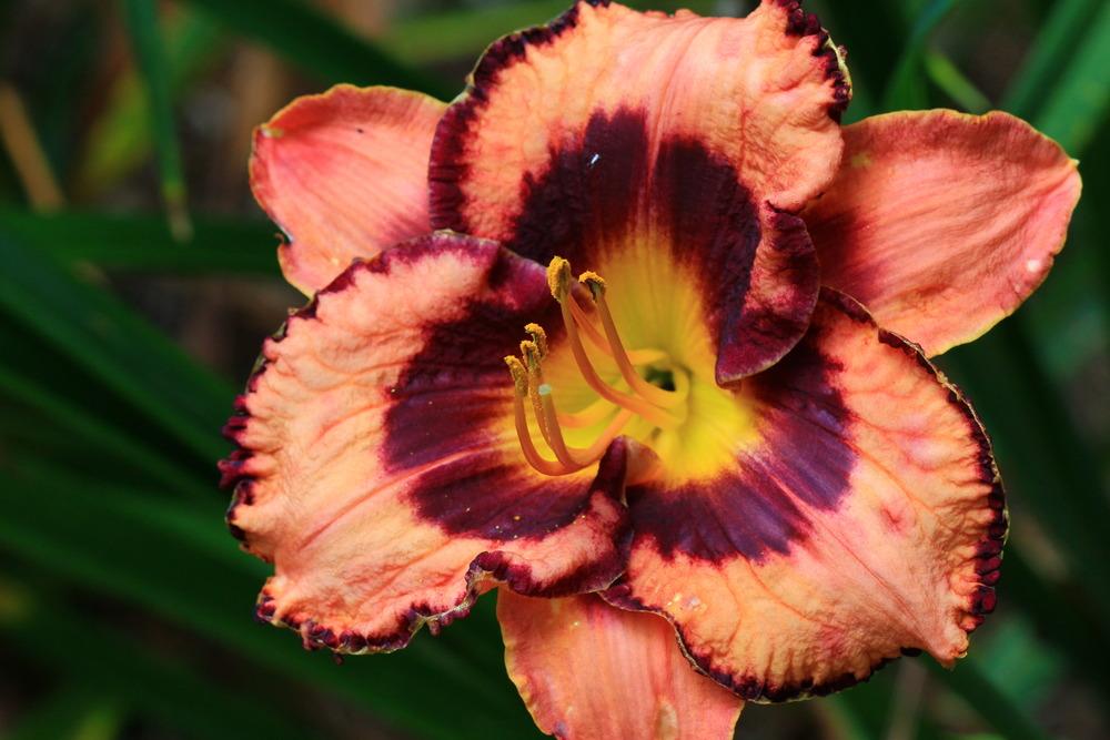 Photo of the bloom of Daylily (Hemerocallis 'Awesome Blossom') posted