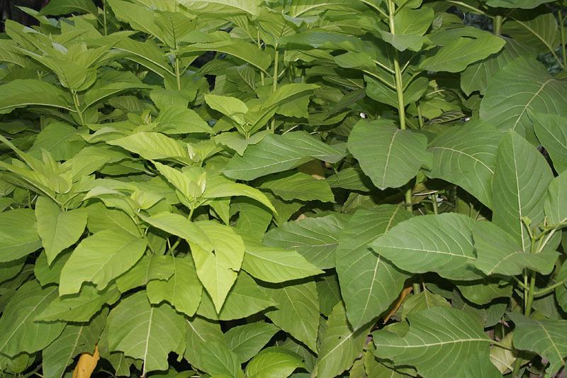 Lettuce Tree (Ceodes grandis)