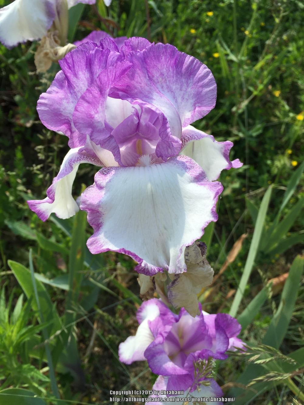 Photo of the bloom of Tall Bearded Iris (Iris 'Frost Kiss') posted by