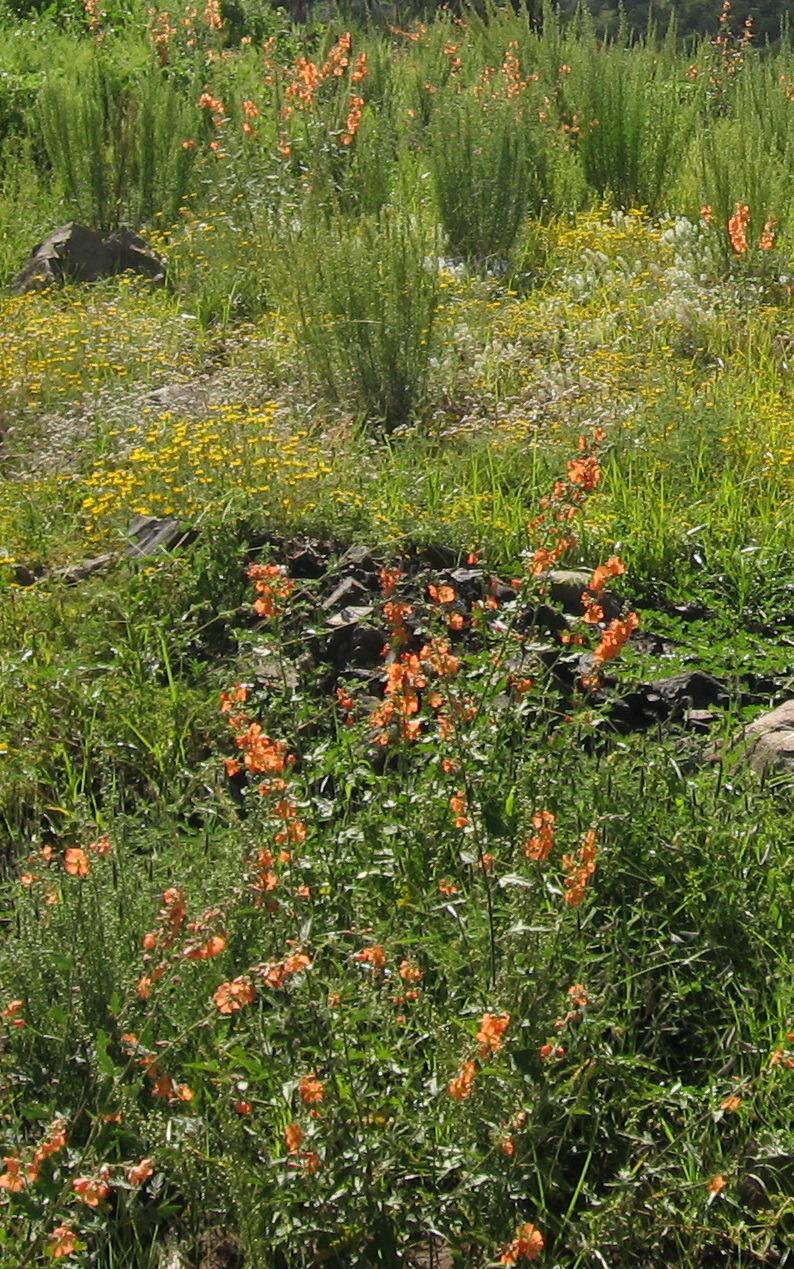 Munro's Globemallow (Sphaeralcea munroana)