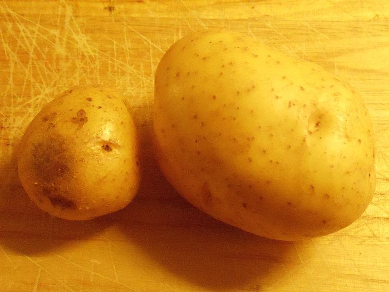 Potato (Solanum tuberosum 'Melody') in the Potatoes Database