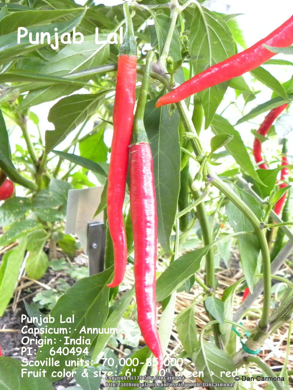 Hot Pepper (Capsicum annuum 'Punjab Lal') in the Peppers Database