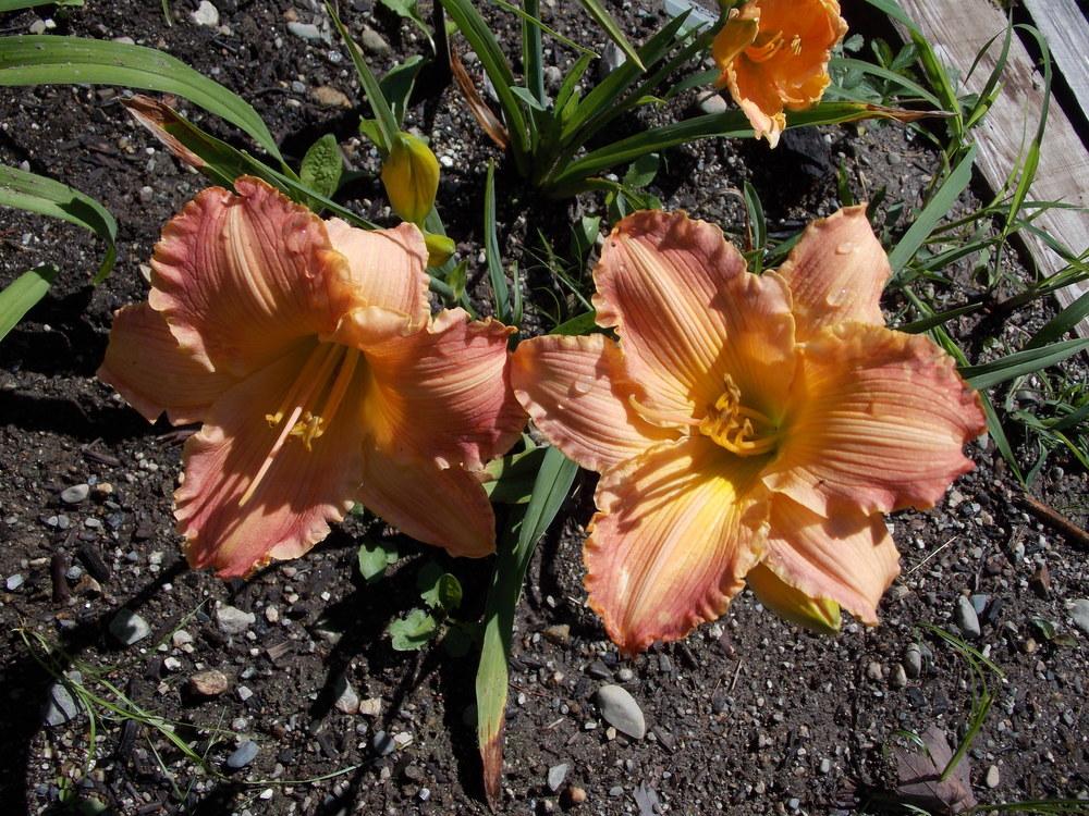 Photo of the bloom of Daylily (Hemerocallis 'Autumn Wood') posted by