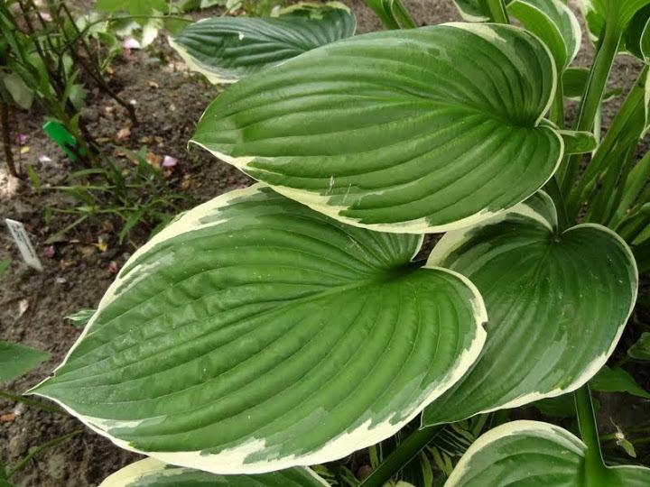 Hosta 'Lakeside Ring Master' in the Hostas Database
