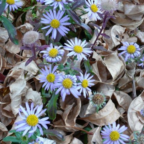 Blue Chrysanthemum (Heteropappus hispidus 'Blue Knoll')