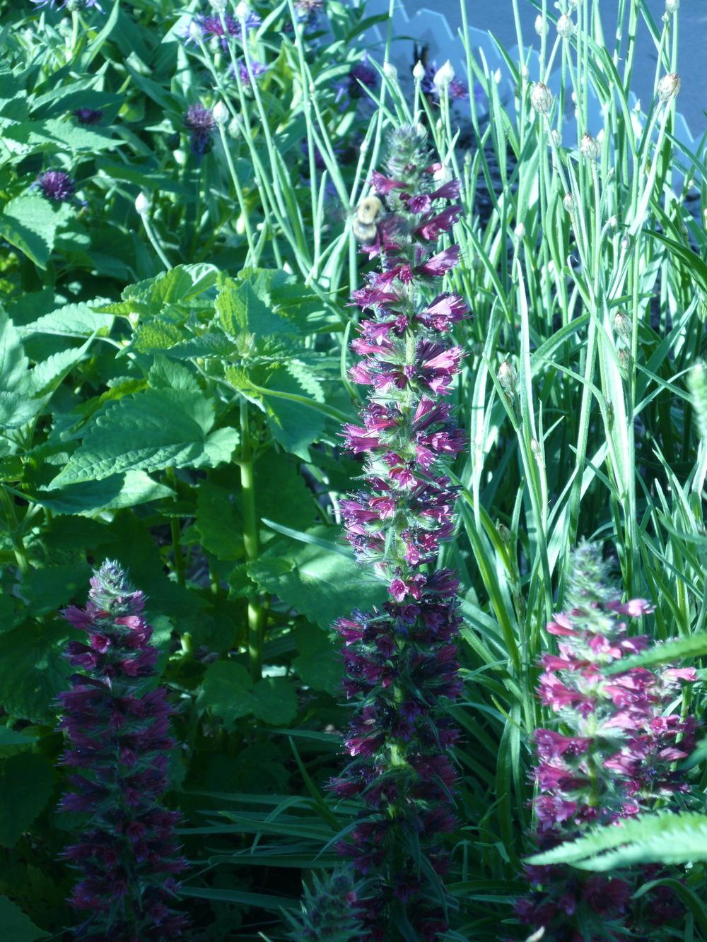 Photo of the bloom of Red Feathers (Echium amoenum) posted by MrsBinWY