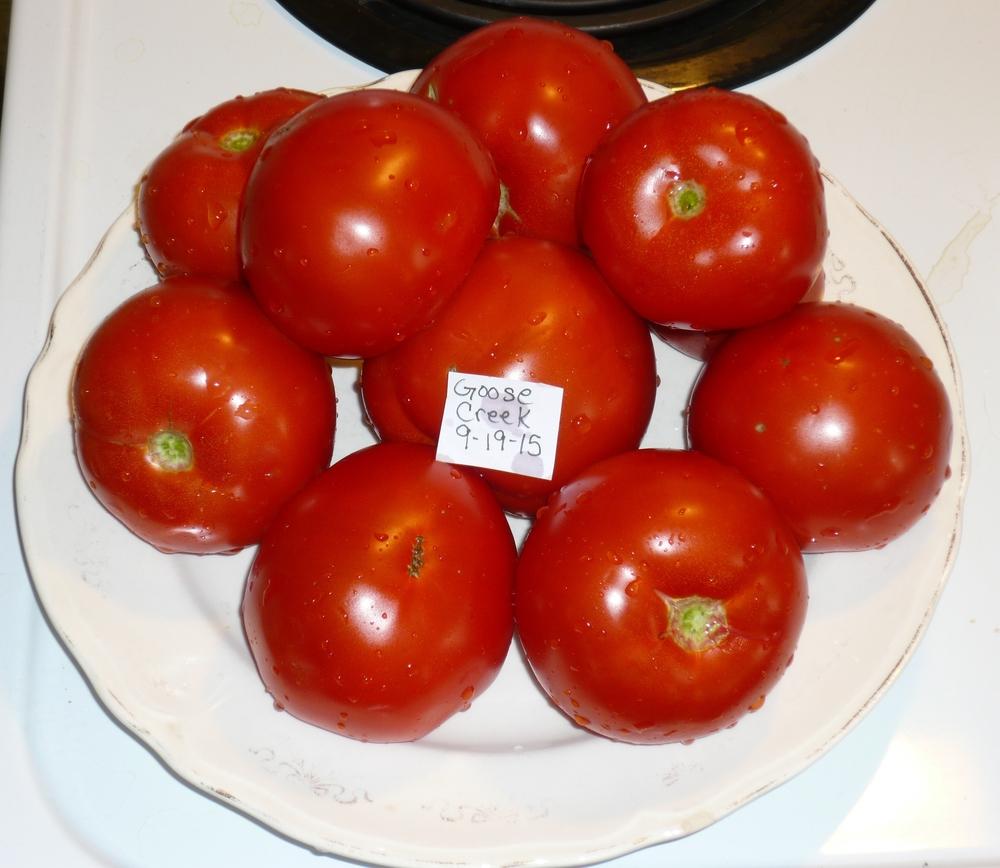 Tomato (Solanum lycopersicum 'Goose Creek') in the Tomatoes Database