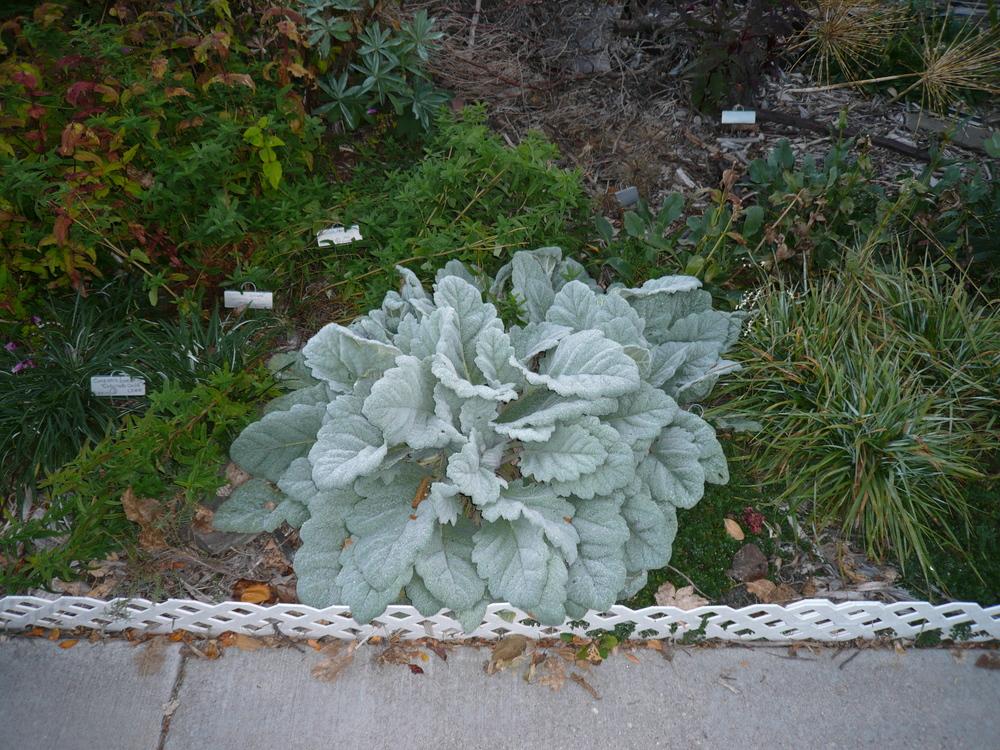 Photo of the leaves of Silver Sage (Salvia argentea 'Artemis') posted