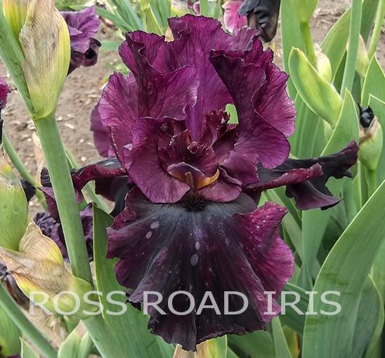Photo of the bloom of Tall Bearded Iris (Iris 'Silken Trim') posted by