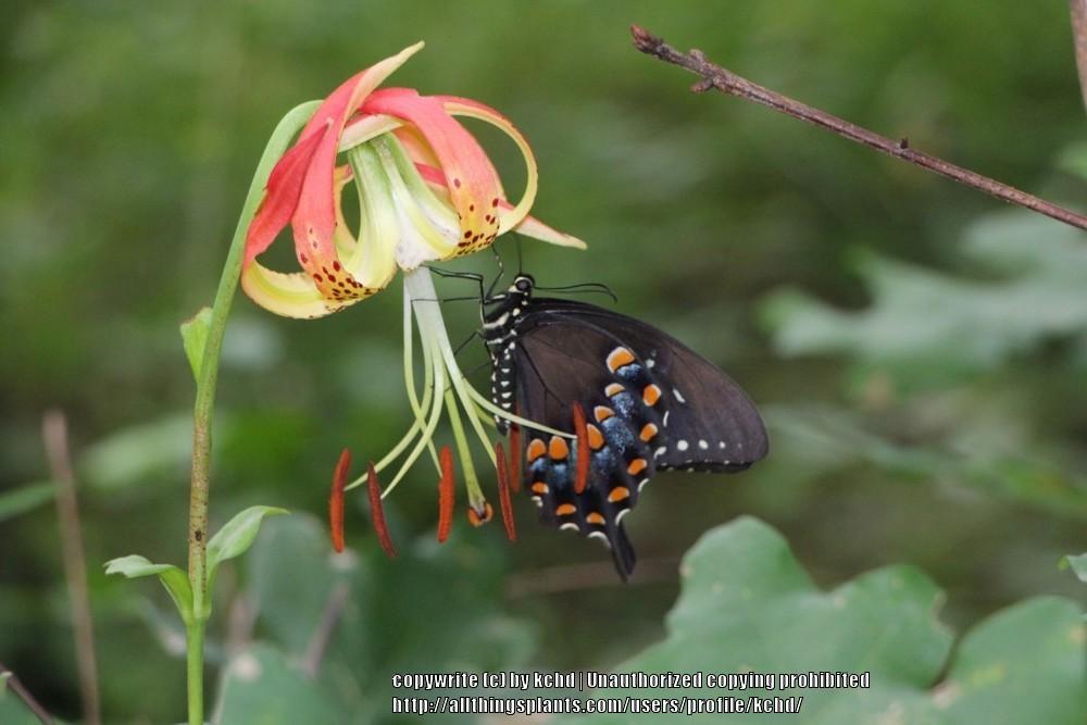 Carolina Lily (Lilium michauxii) in the Lilies Database