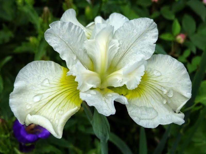 Photo of the bloom of Siberian Iris (Iris 'Harpswell Happiness') posted