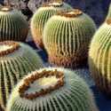 Barrel cacti of the US and Mexico