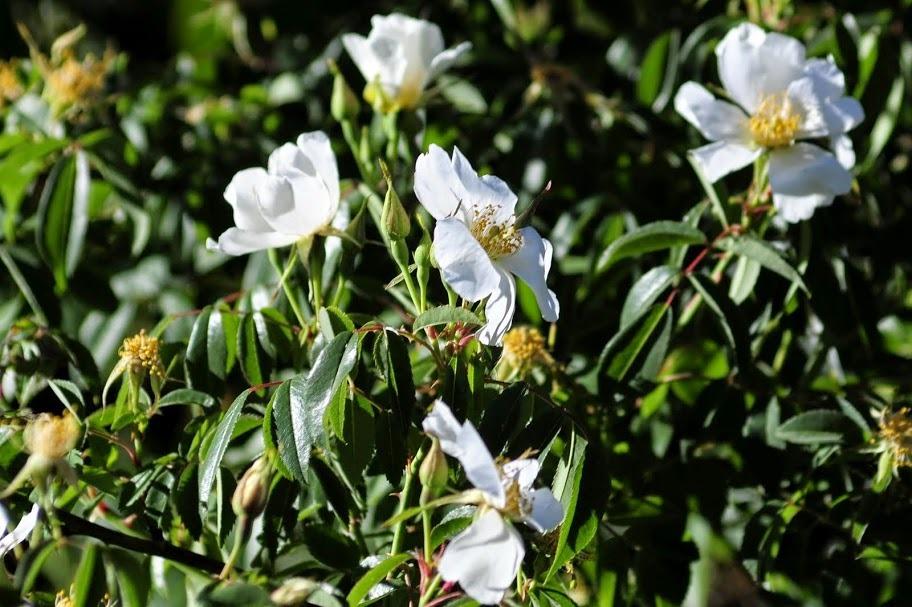 Rose (Rosa abyssinica) in the Roses Database