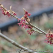 Location: My garden in N E Pa. Date: 2015-12-31Flowers began to open up early this year.