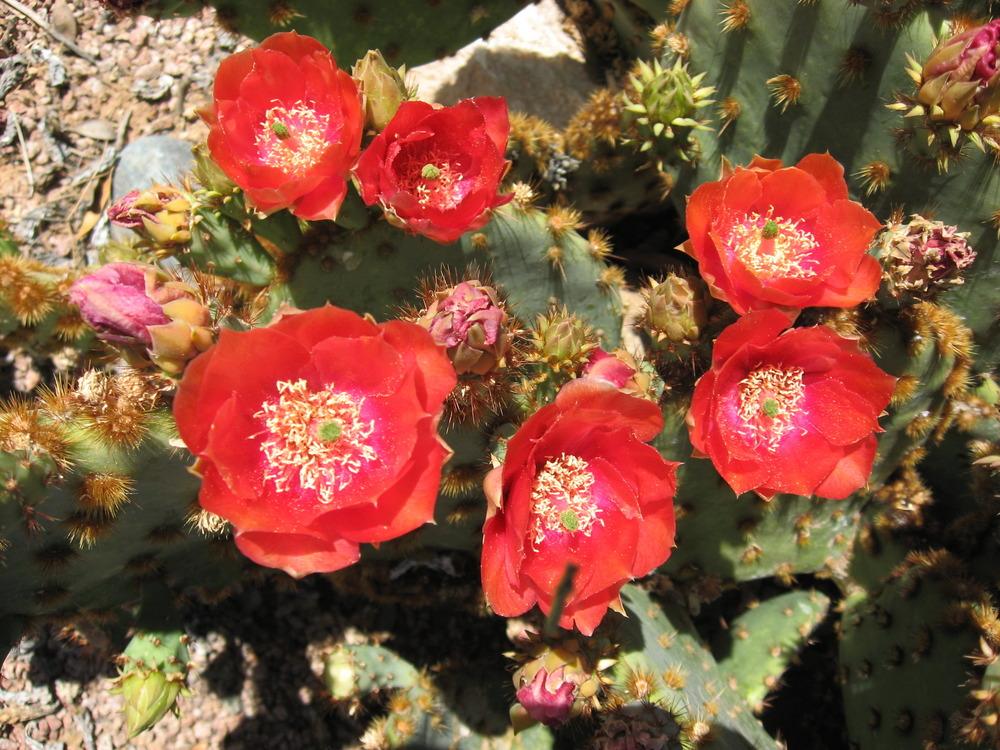 Prickly Pears Plant Care and Collection of Varieties