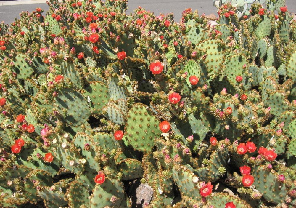 Prickly Pears Plant Care and Collection of Varieties