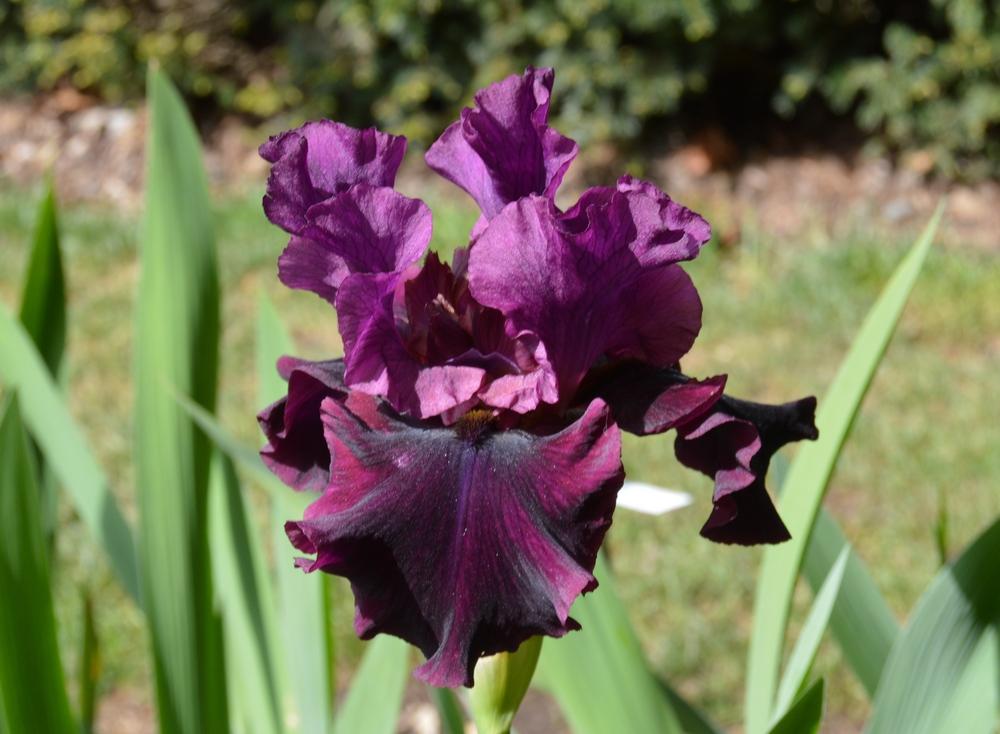 Photo of the bloom of Tall Bearded Iris (Iris 'Silken Trim') posted by