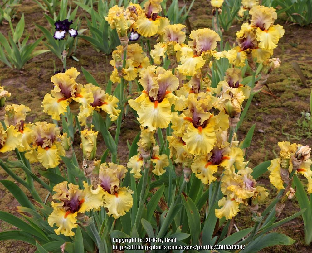 Photo of the bloom of Tall Bearded Iris (Iris 'Idle Rich') posted by