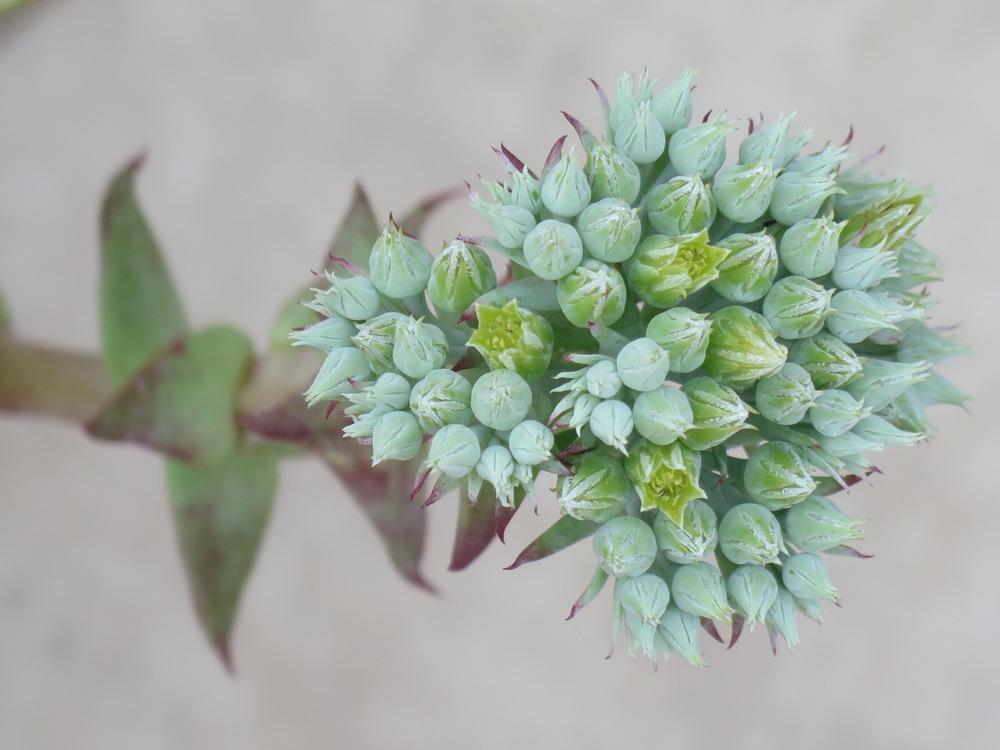Photo of the bloom of Giant Chalk Dudleya (Dudleya brittonii) posted by