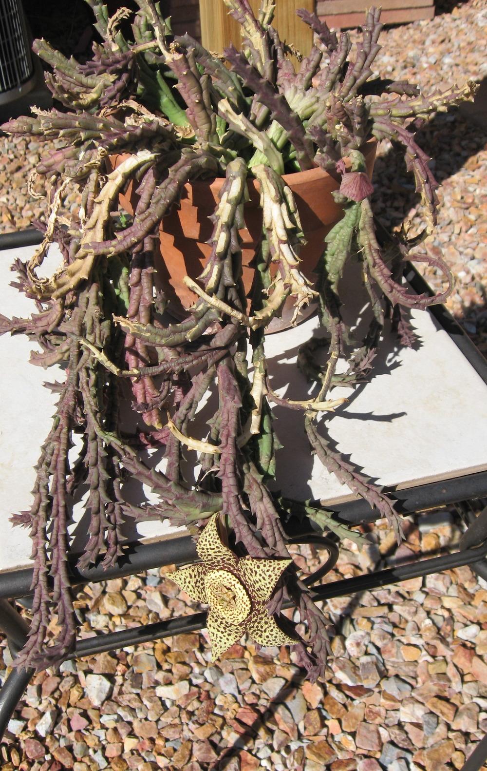 Starfish Cactus (Ceropegia mixta)