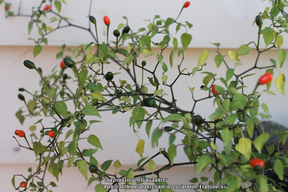 Photo of the fruit of Bird Pepper (Capsicum annuum var. glabriusculum