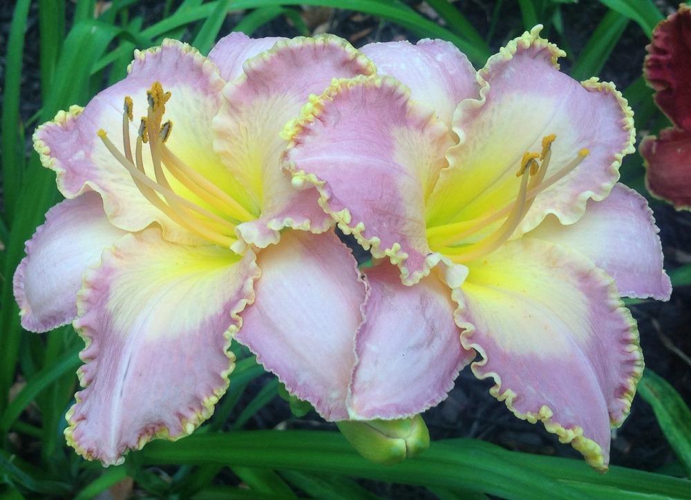 Photo of the bloom of Daylily (Hemerocallis 'Spiritual Corridor