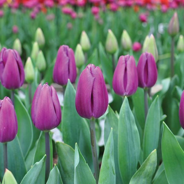 Photo of the bloom of Tulip (Tulipa 'Purple Flag') posted by Calif_Sue