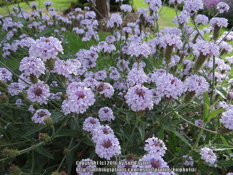 Sandpaper Verbena (Verbena rigida 'Polaris')