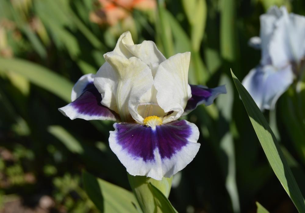 Photo of the bloom of Standard Dwarf Bearded Iris (Iris 'Stop and Stare