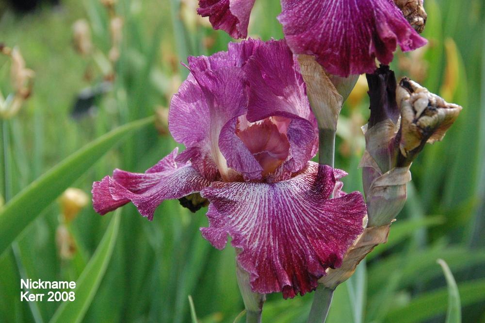 Photo of the bloom of Tall Bearded Iris (Iris 'Nickname') posted by