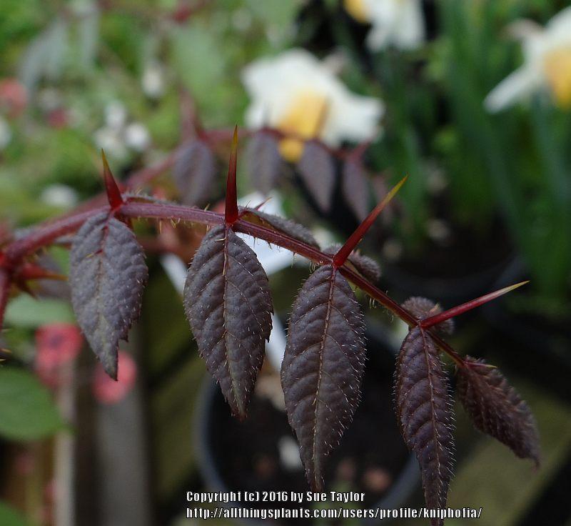 Photo of the thorns, spines, prickles or teeth of Devil's Walking Stick (Aralia spinosa) posted