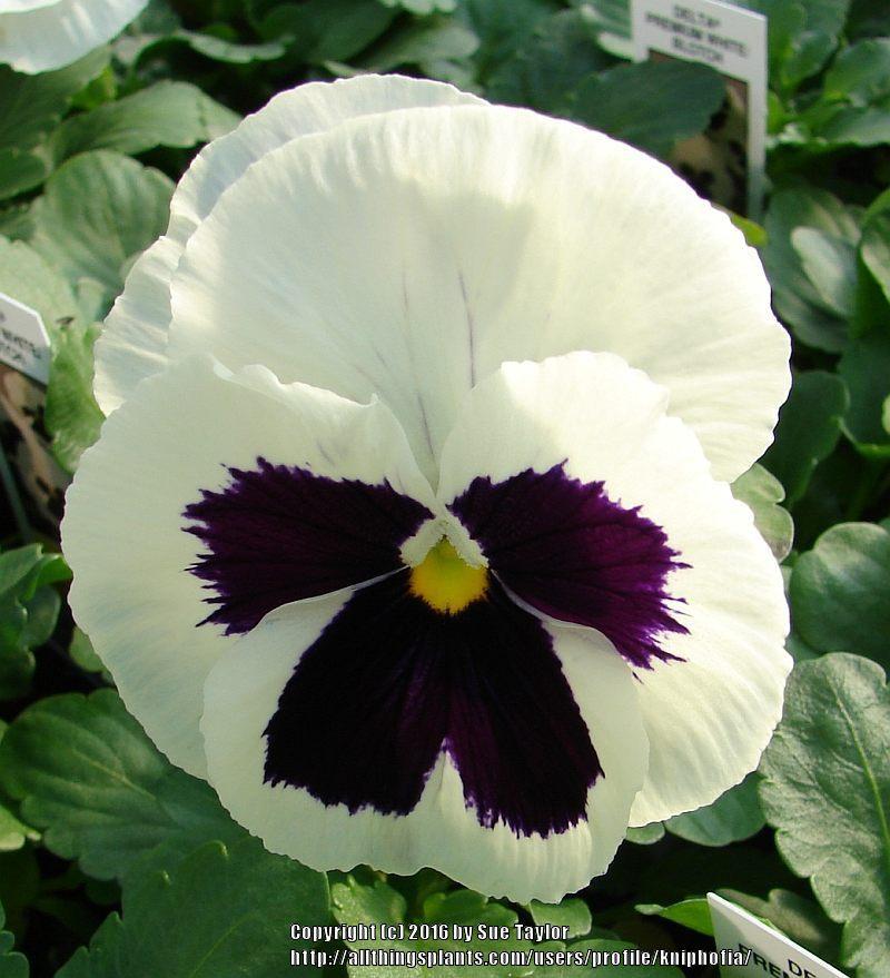 Pansy (Viola x wittrockiana Delta™ Premium White with Blotch) in the