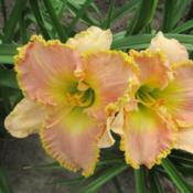 Location: MILLBROOK ONTARIO CANADADate: 2013-06-11 Lovely mid pink, gorgeous edge