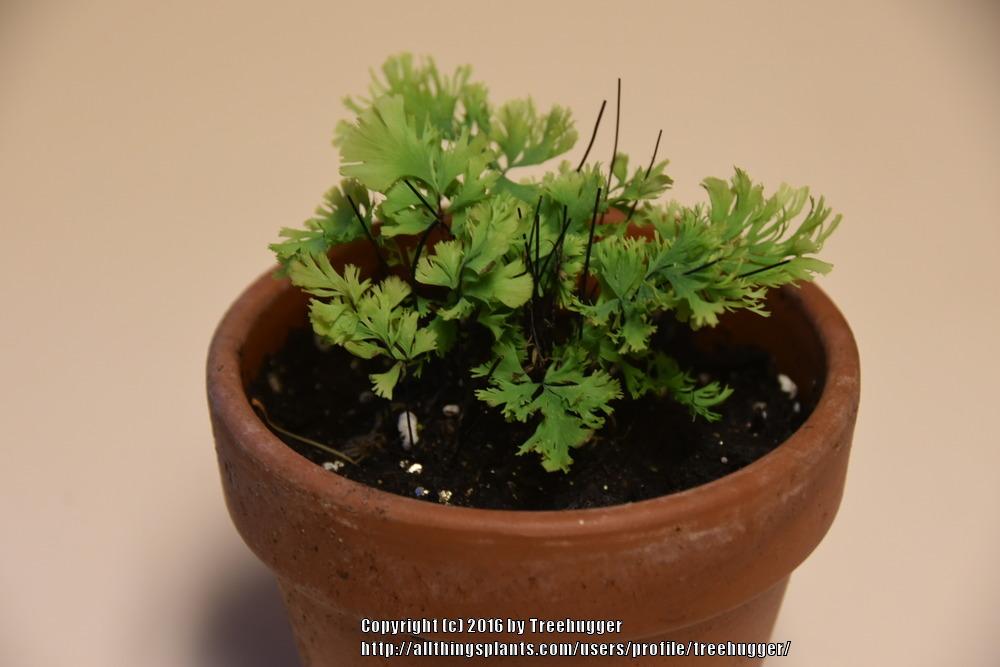 Brittle Maidenhair Fern (Adiantum tenerum 'Jamaica')