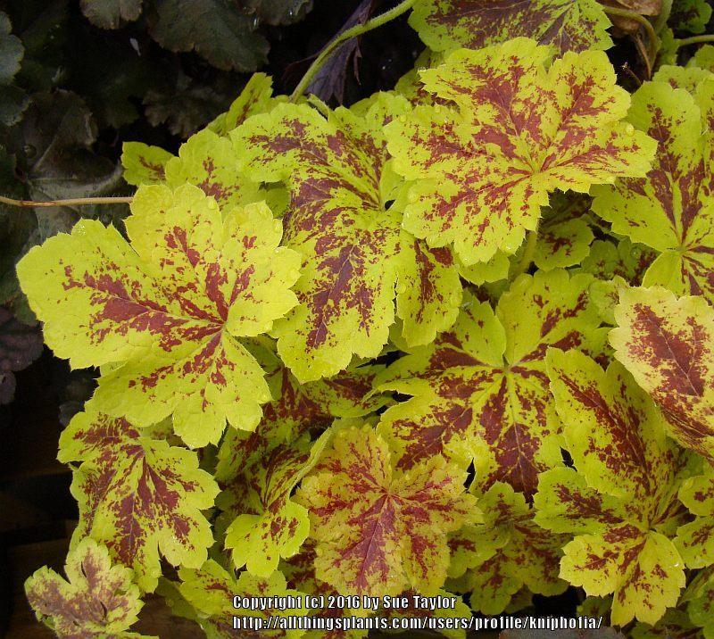 Foamy Bells Plant Care and Collection of Varieties